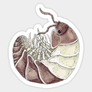 Cubaris sp. "Panda King" Isopod Sticker